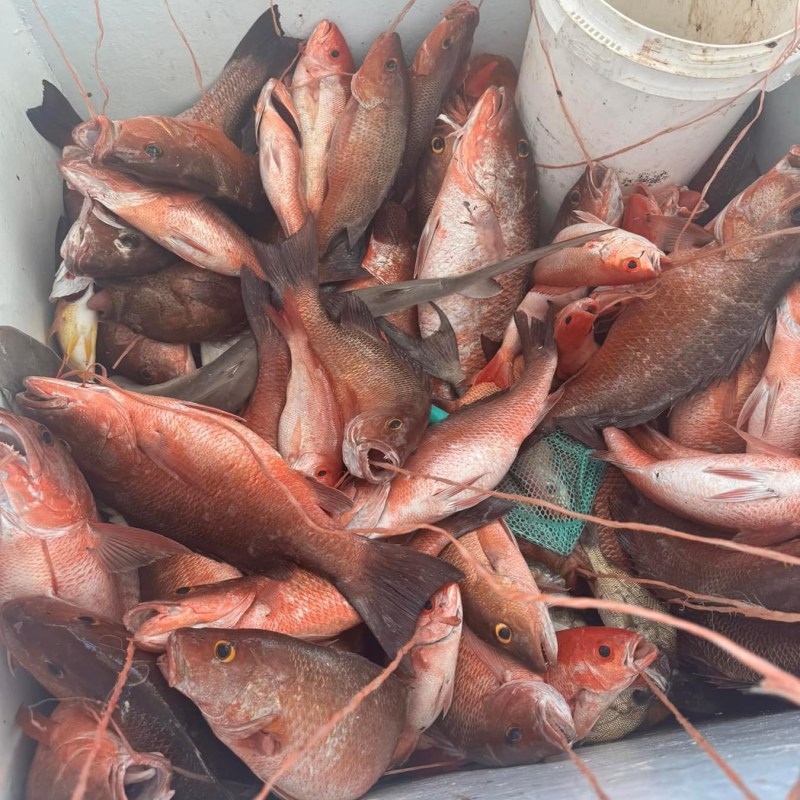 a lobster on a table