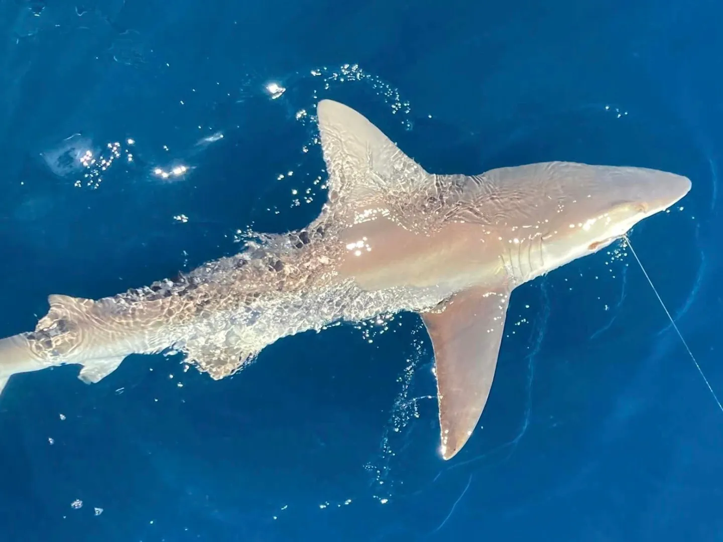 a fish swimming under water