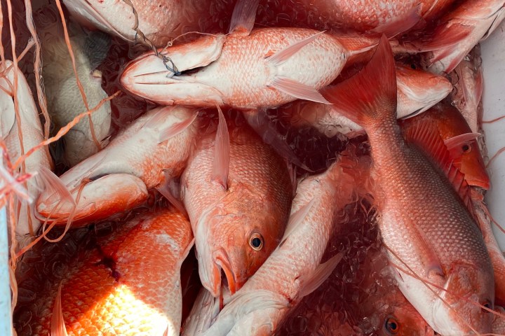 Several red fish in a cooler with ice.