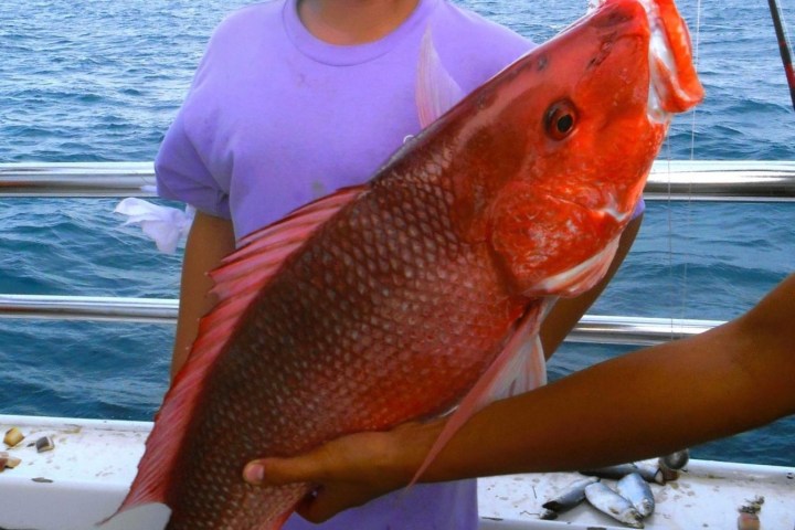 Child on boat holding a large red fish, smiling.