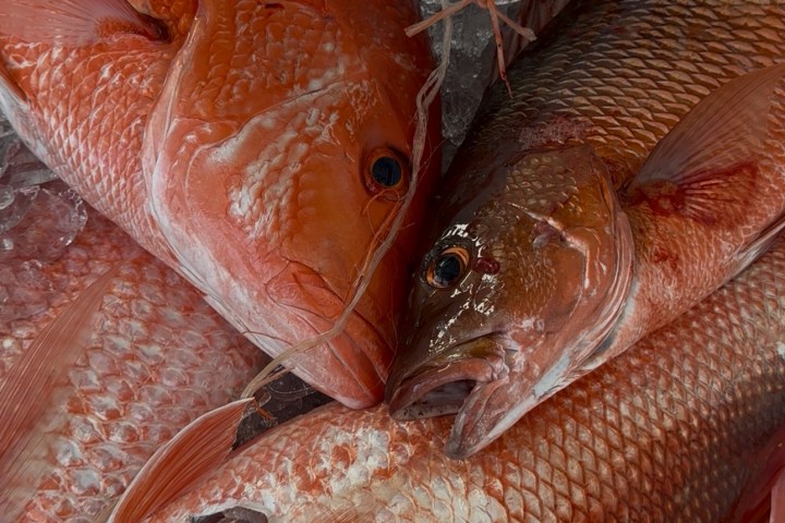 Pile of fresh red snapper fish on ice.